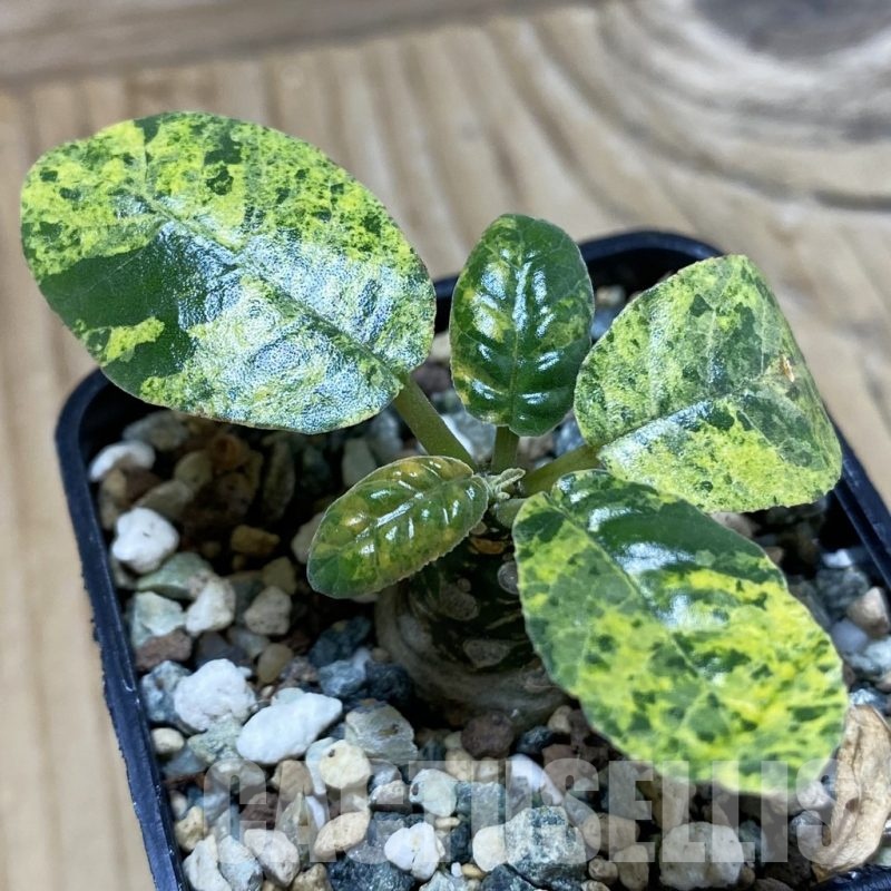 SH25239 Dorstenia foetida f. variegata
