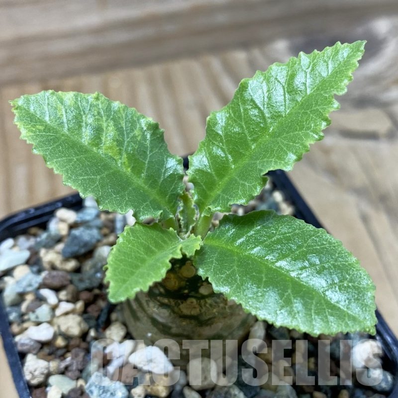 SH25240 Dorstenia crispa