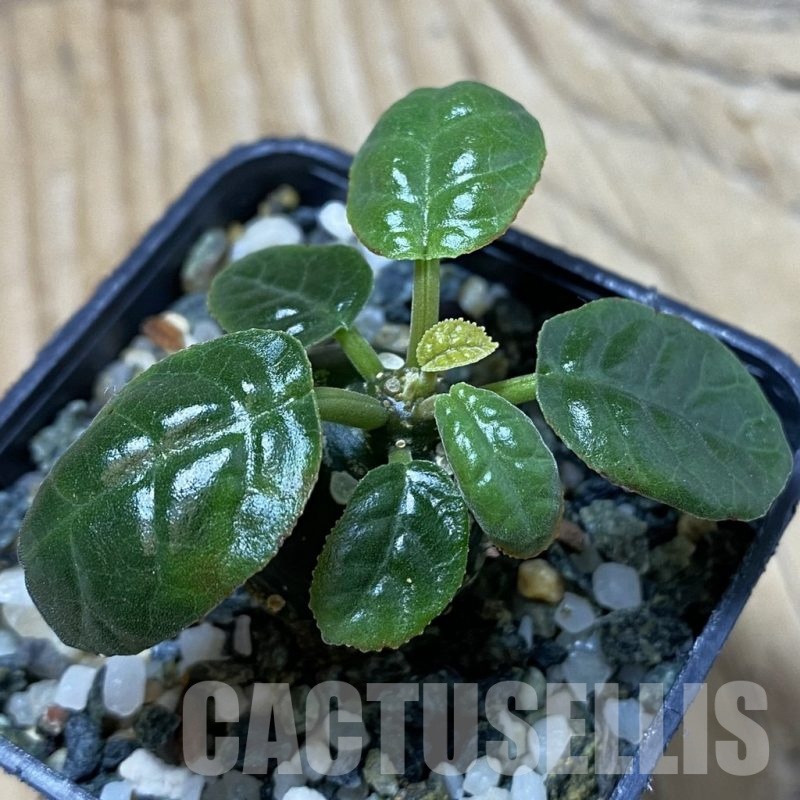 SH25241 Dorstenia foetida