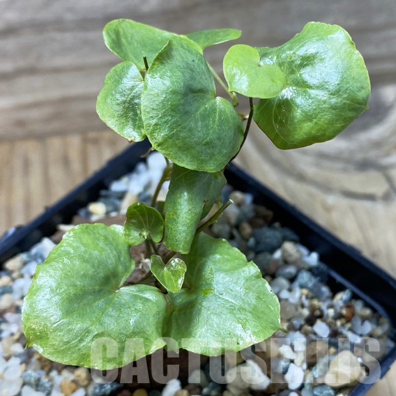 SH25235 Dioscorea sylvatica