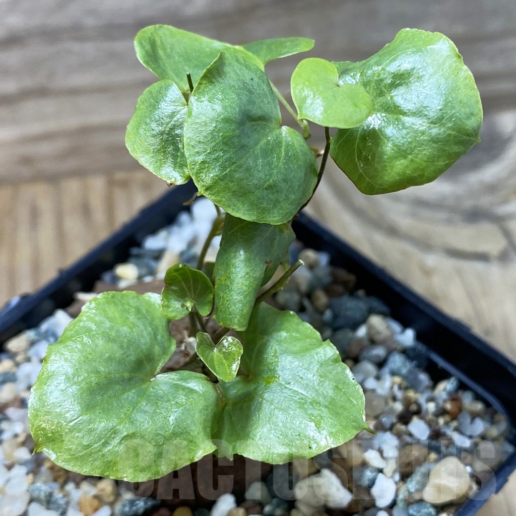 SH25235 Dioscorea sylvatica