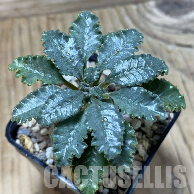 SH25242 Dorstenia lavrani