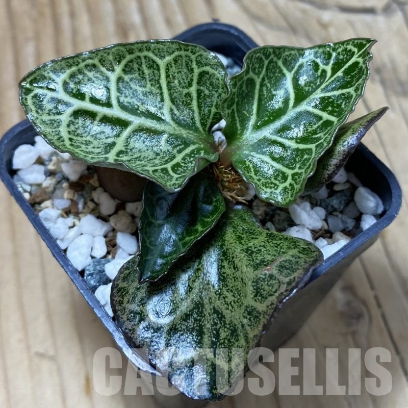 SH25243 Euphorbia francoisii hybrid