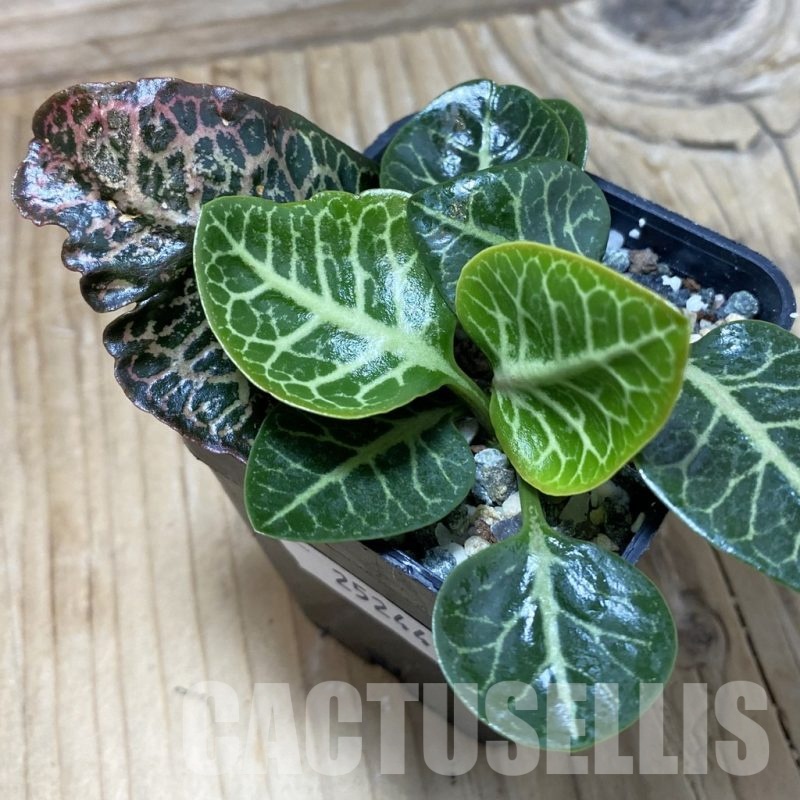 SH25244 Euphorbia francoisii hybrid