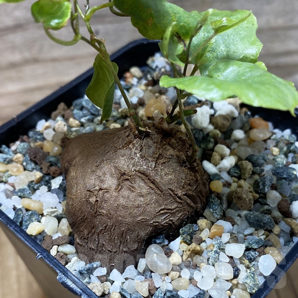 SH25235 Dioscorea sylvatica - Image 2