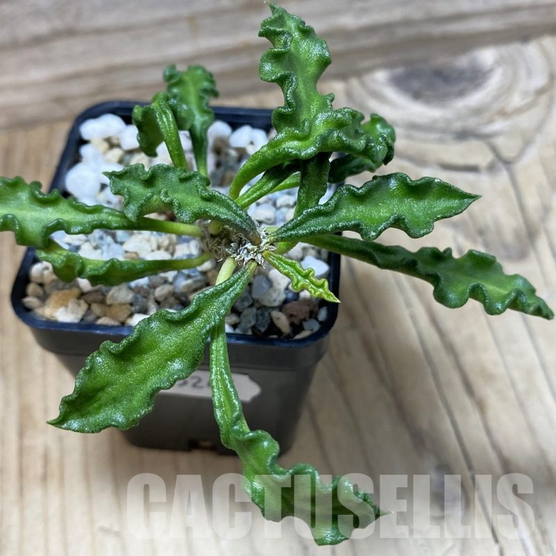 SH25245 Euphorbia decaryi v. spirosticha