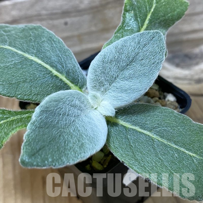 SH25246 Sinningia leucotricha