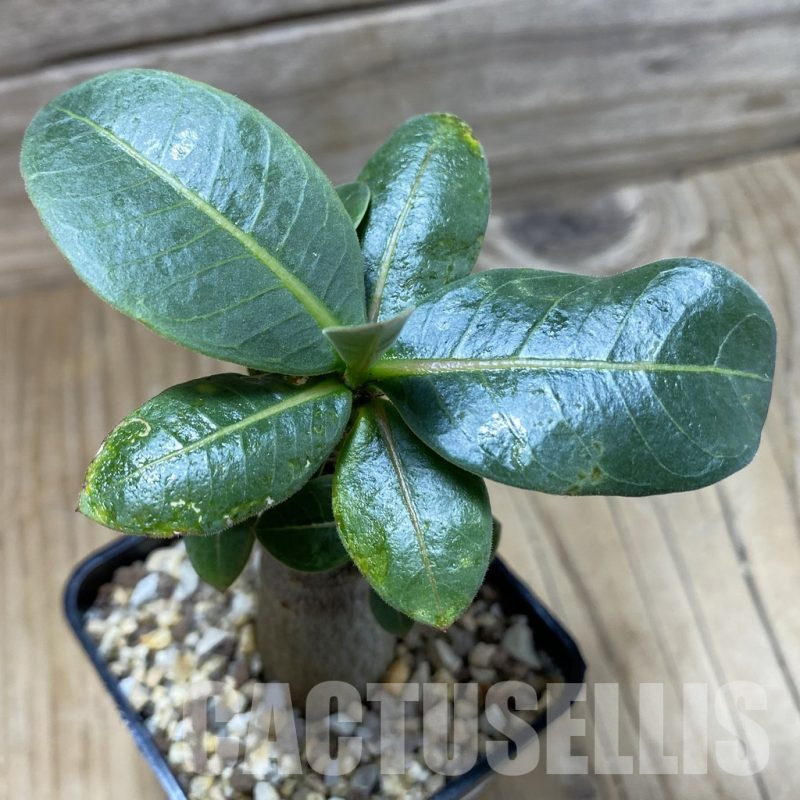 SH25247 Adenium arabicum ‘Black Body’