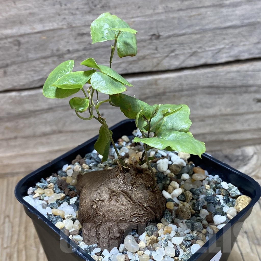 SH25235 Dioscorea sylvatica - Image 3