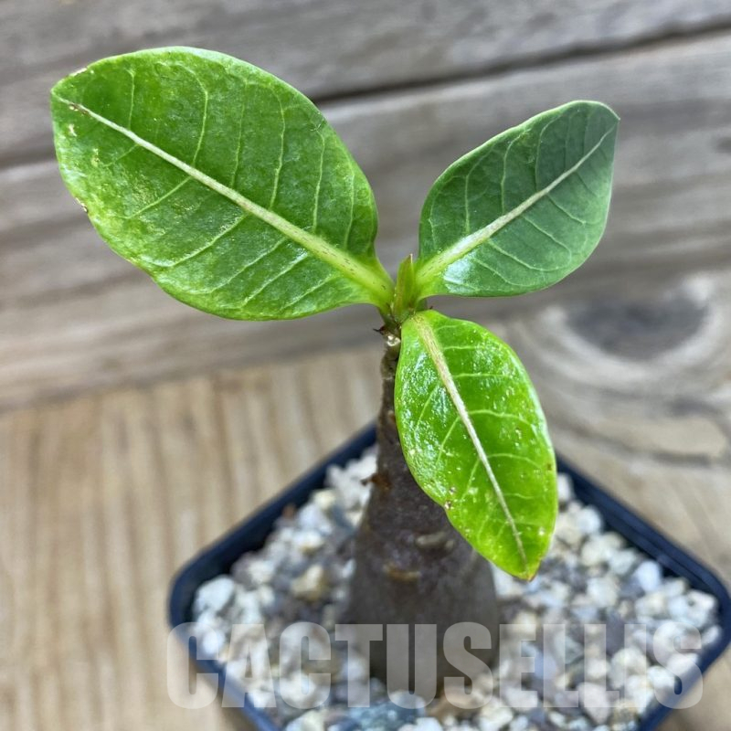 SH25248 Adenium arabicum ‘Black Body’