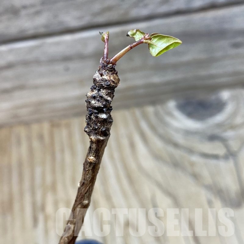 SH25249 Phyllanthus mirabilis