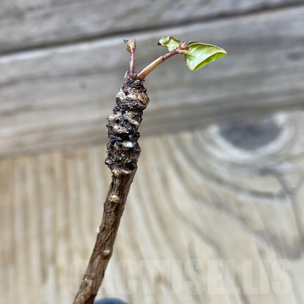 SH25249 Phyllanthus mirabilis