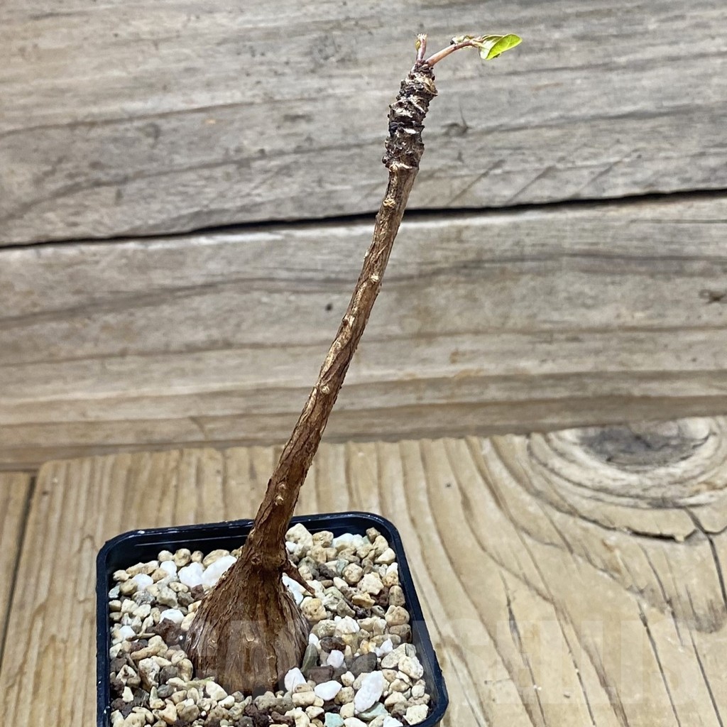 SH25249 Phyllanthus mirabilis - Image 2