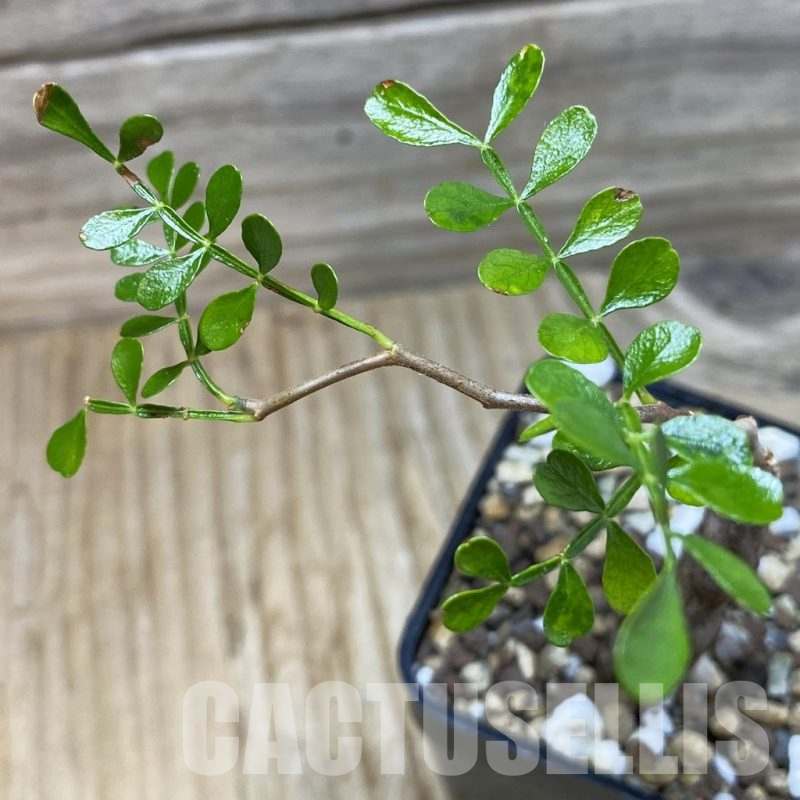 SH25250 Operculicarya pachypus