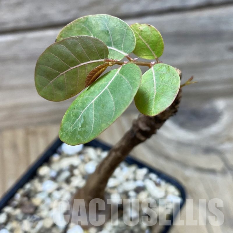 SH25251 Phyllanthus mirabilis