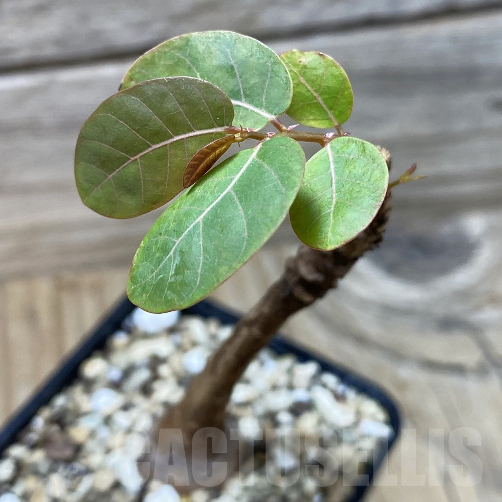 SH25251 Phyllanthus mirabilis