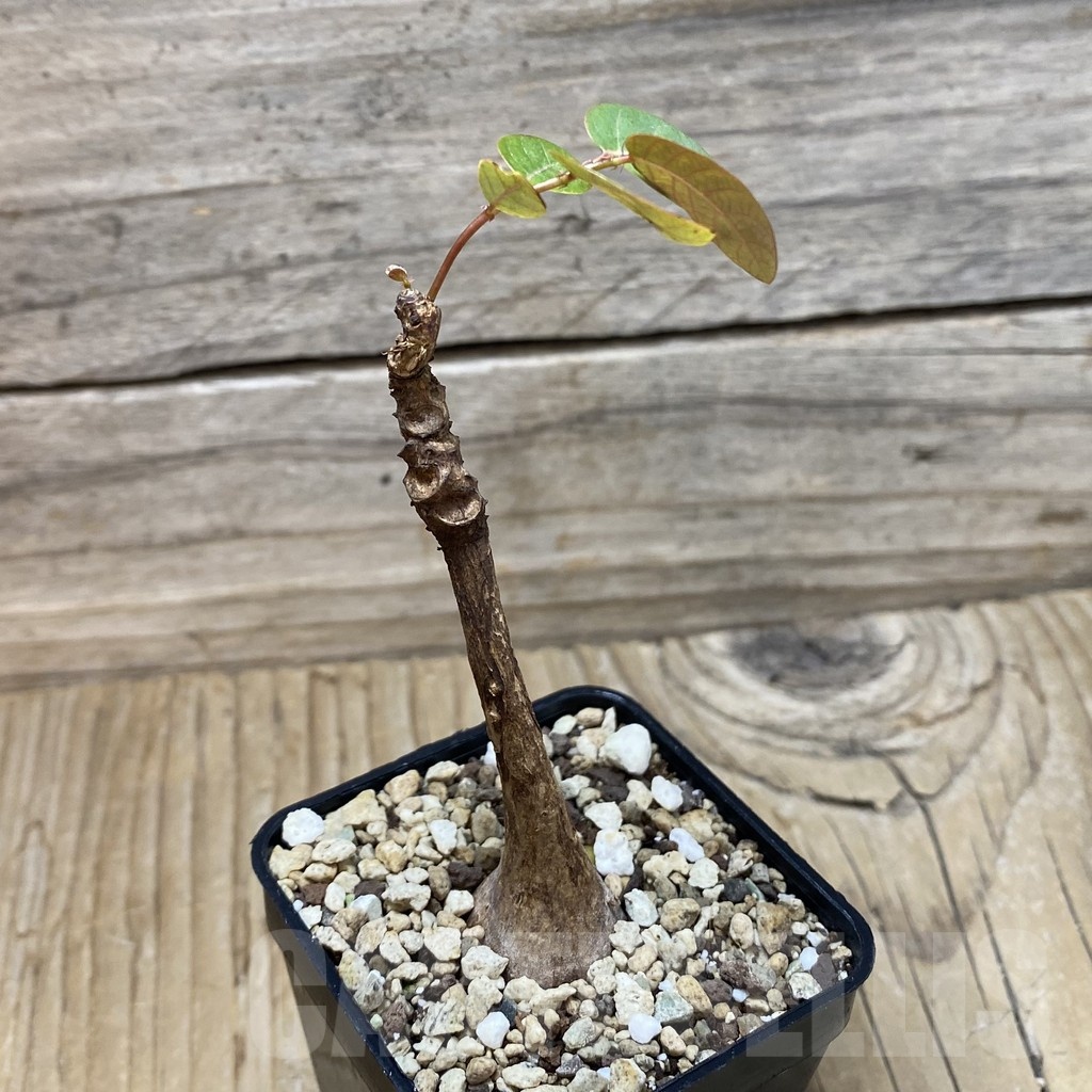 SH25251 Phyllanthus mirabilis - Image 2