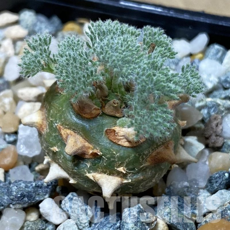 SH25252 Sarcocaulon peniculinum
