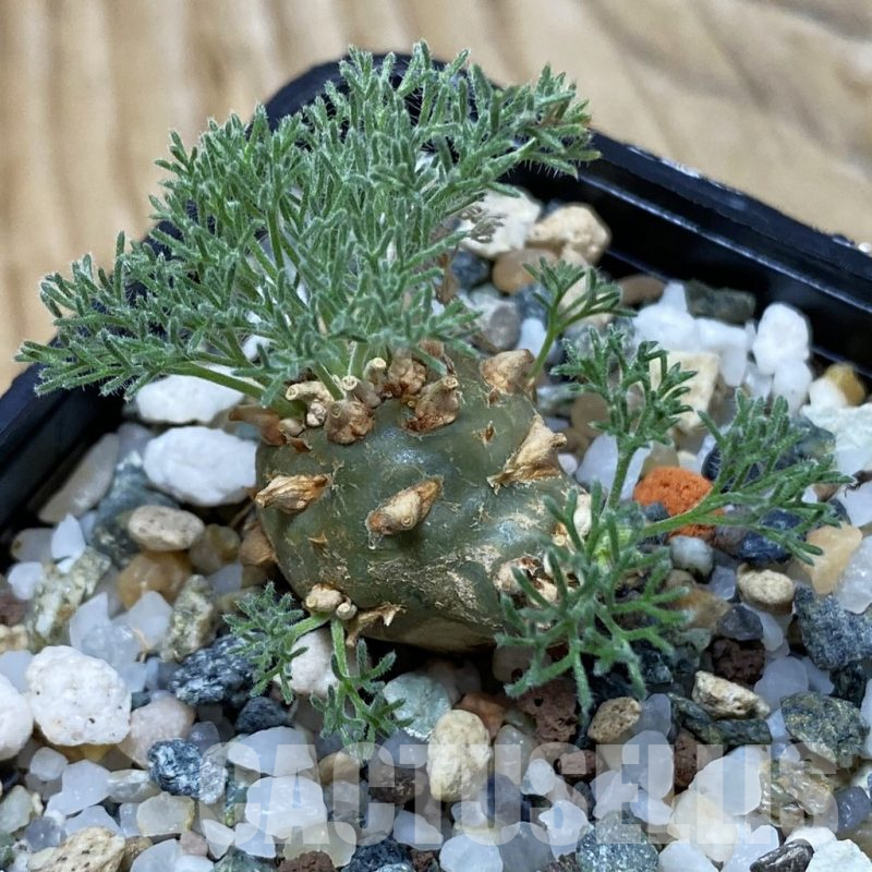 SH25253 Sarcocaulon peniculinum