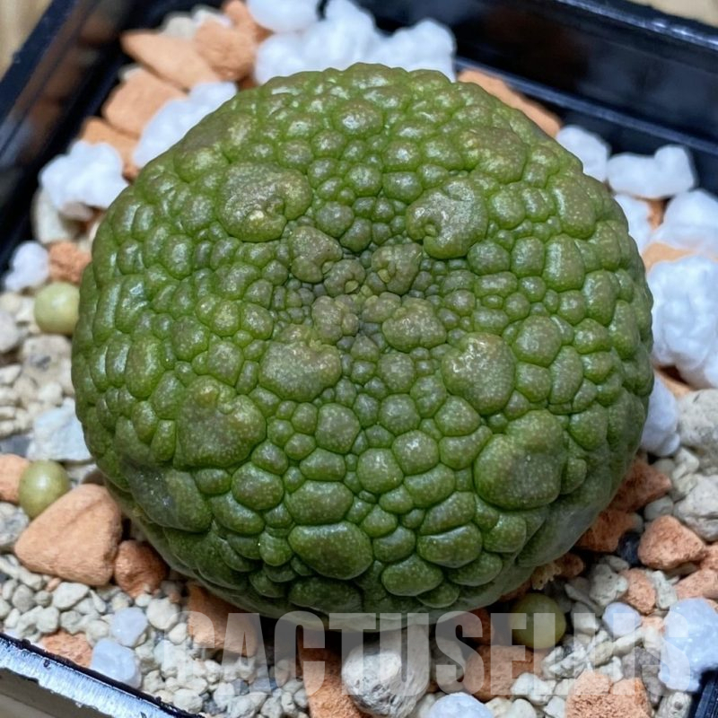 SH25254 Pseudolithos migiurtinus