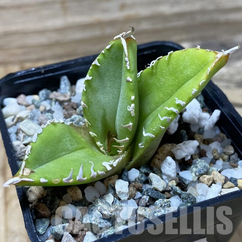 SH25255 Agave titanota 'White Thorusel'