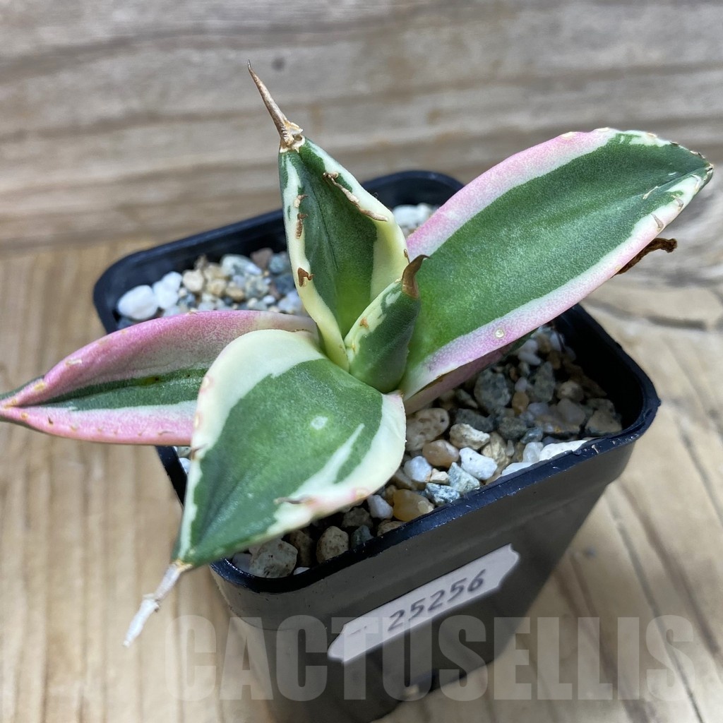 SH25256 Agave titanota f.variegata