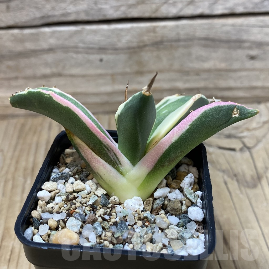 SH25256 Agave titanota f.variegata - Image 2