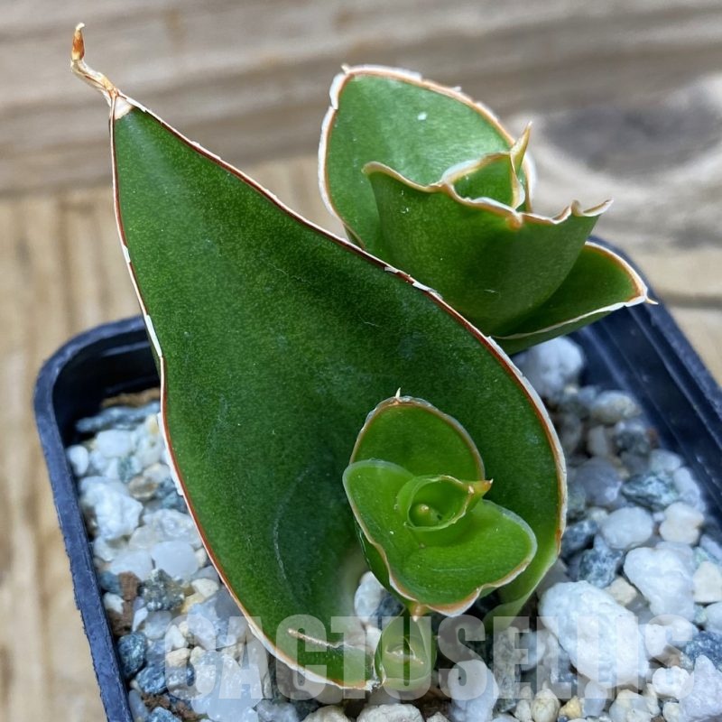 SH25257 Sansevieria 'Tower'