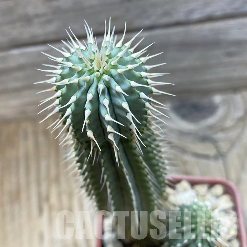 SH25258 Hoodia gordonii