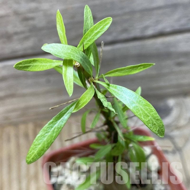 SH25259 Fouquieria purpusii