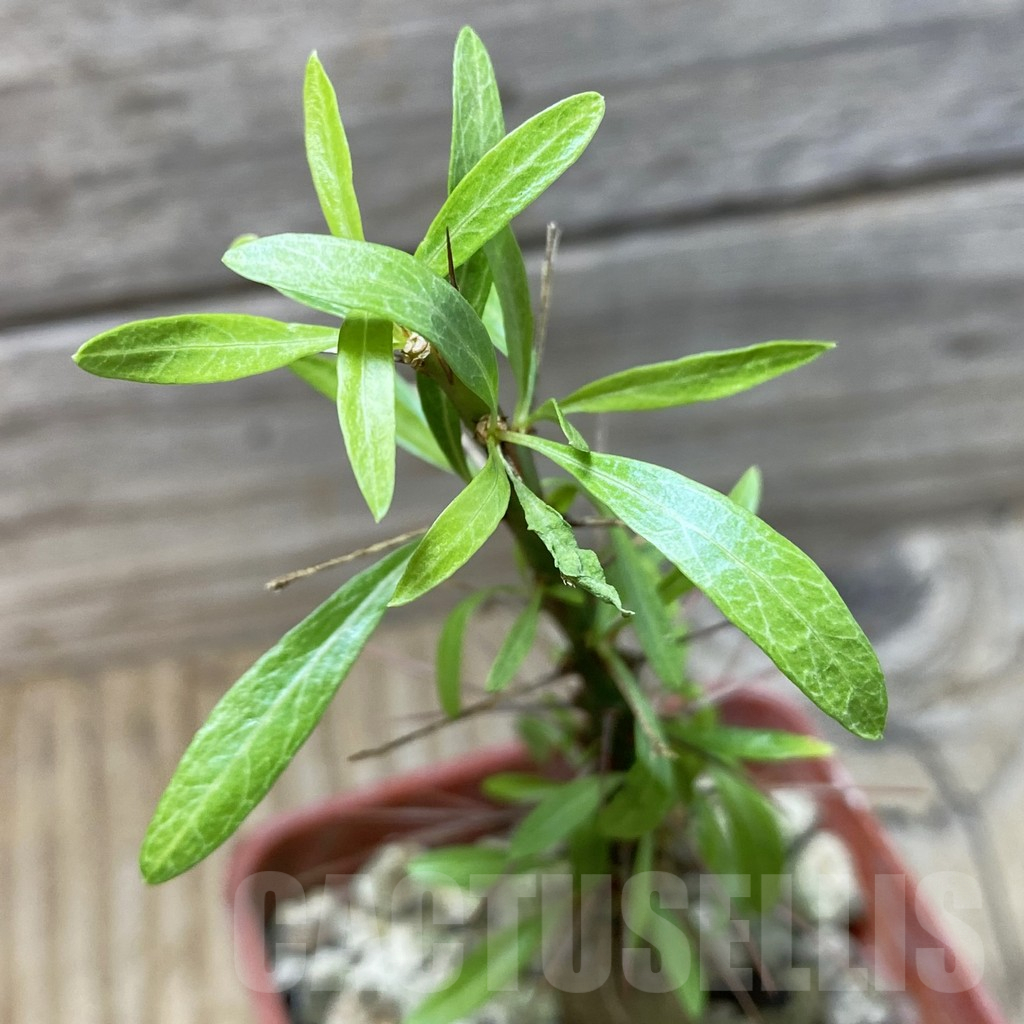 SH25259 Fouquieria purpusii