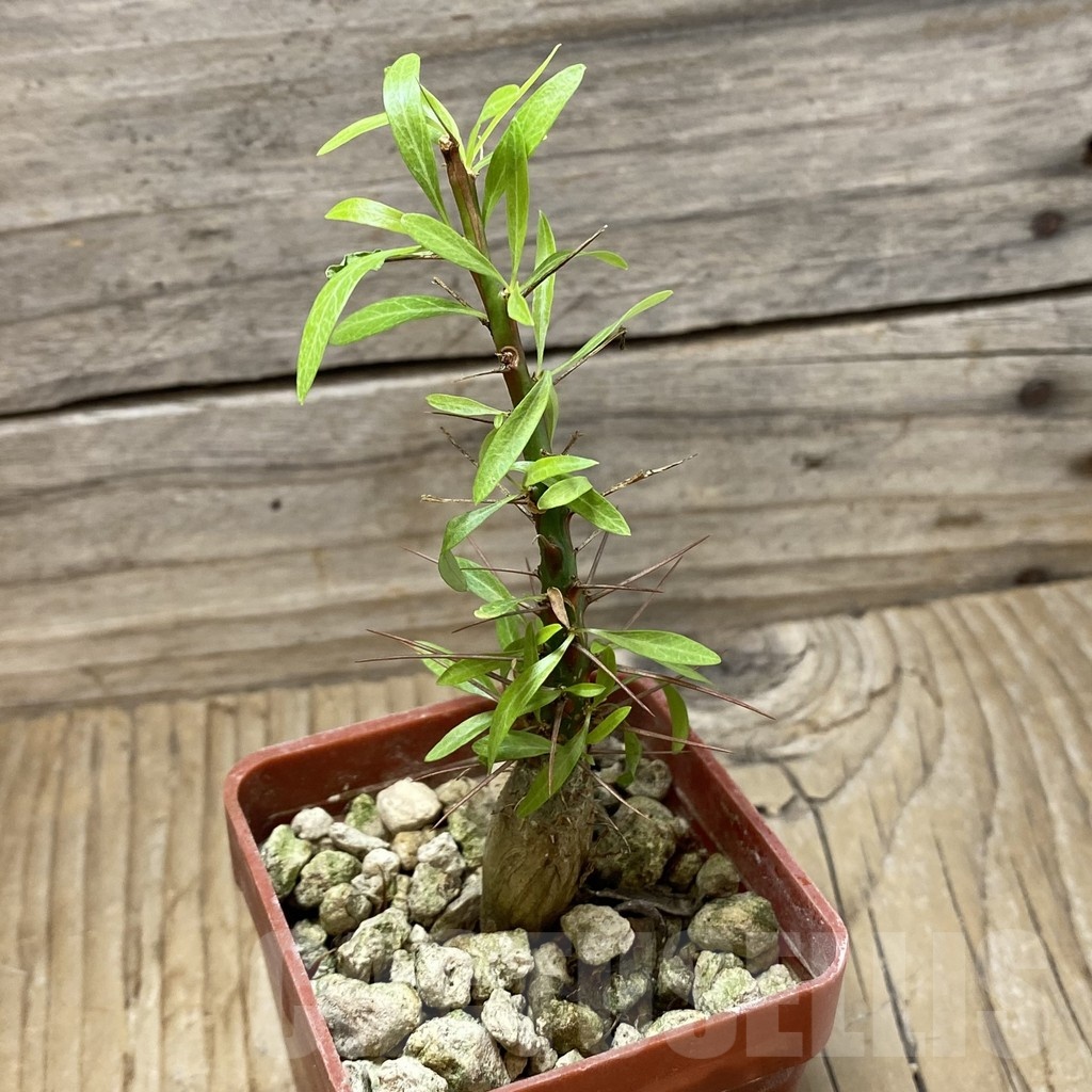 SH25259 Fouquieria purpusii - Image 2