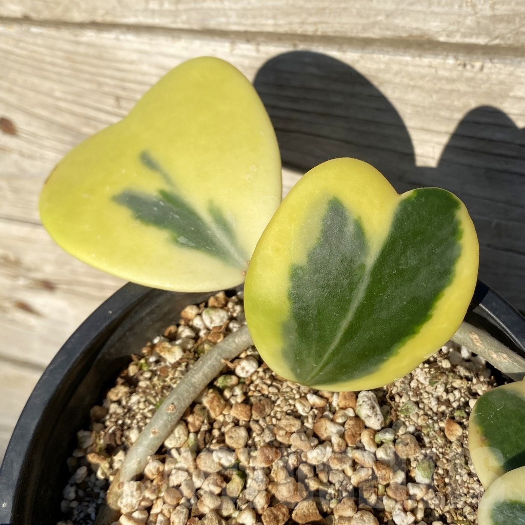 SH25260 Hoya kerrii f. variegata - Image 2