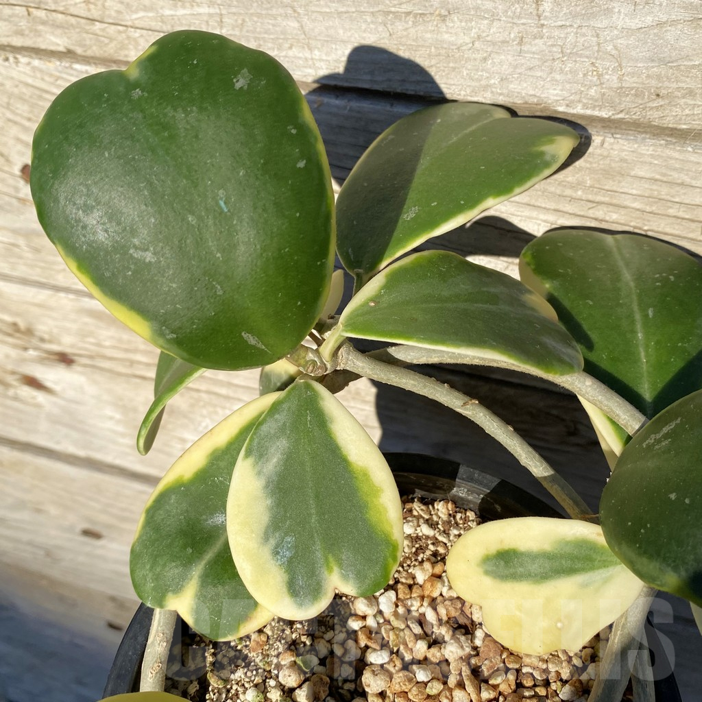 SH25260 Hoya kerrii f. variegata - Image 3