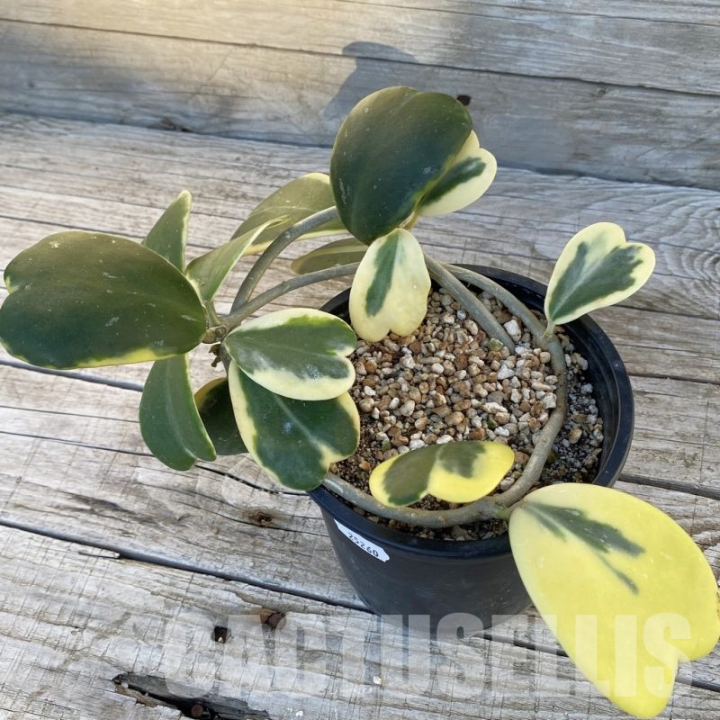 SH25260 Hoya kerrii f. variegata