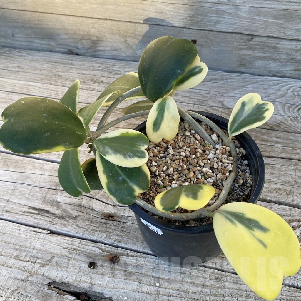 SH25260 Hoya kerrii f. variegata