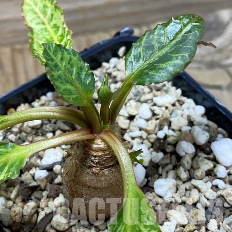 SH25238 Euphorbia spannringii 'Fish Bone'