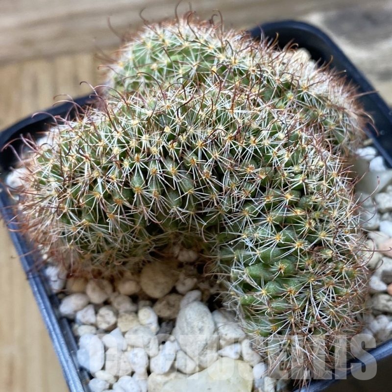 SH25329 Mammillaria armillata f. cristata