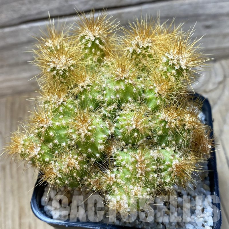 SH25330 Cereus jamacaru f. mostruosa