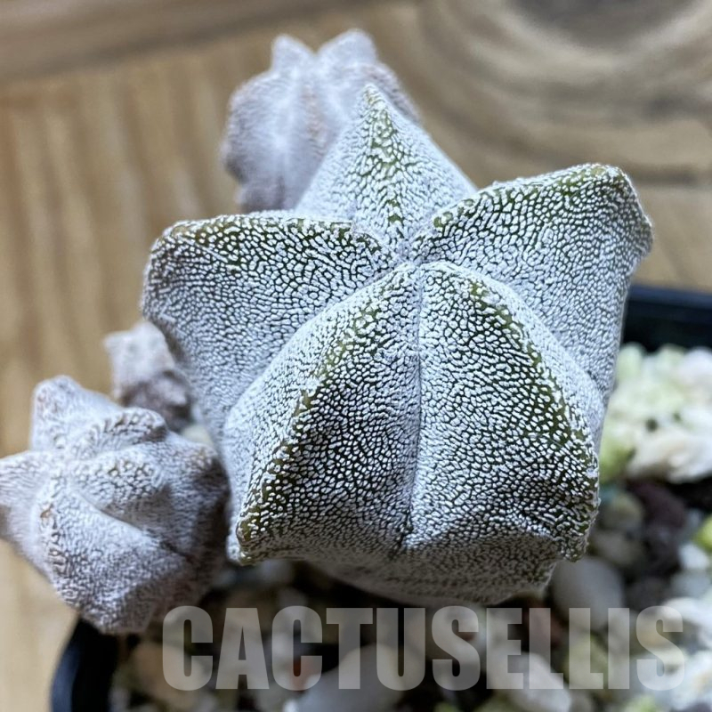 SH25331 Astrophytum myriostigma ‘Onzuka’