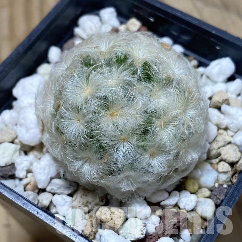 SH25297 Mammillaria plumosa