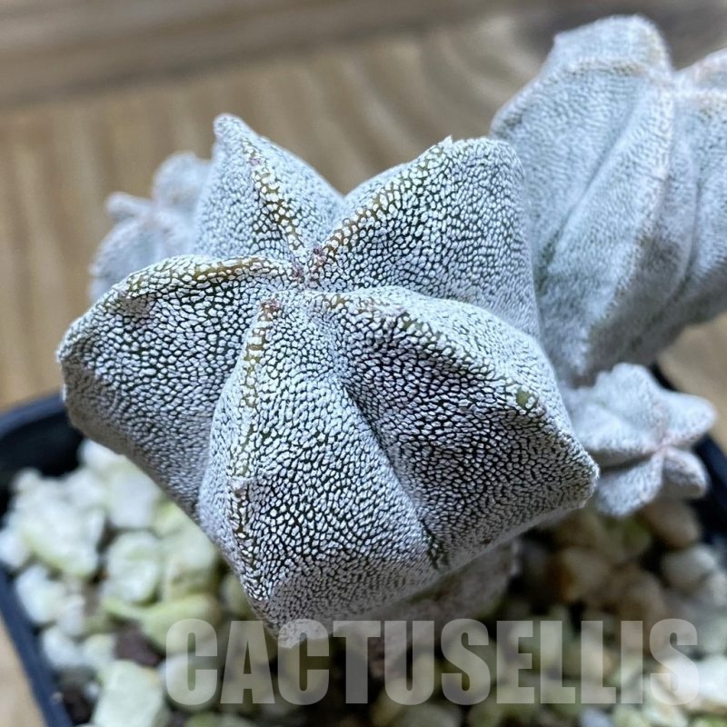 SH25332 Astrophytum myriostigma ‘Onzuka’