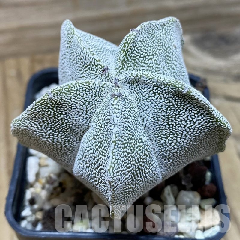 SH25333 Astrophytum myriostigma ‘Onzuka’
