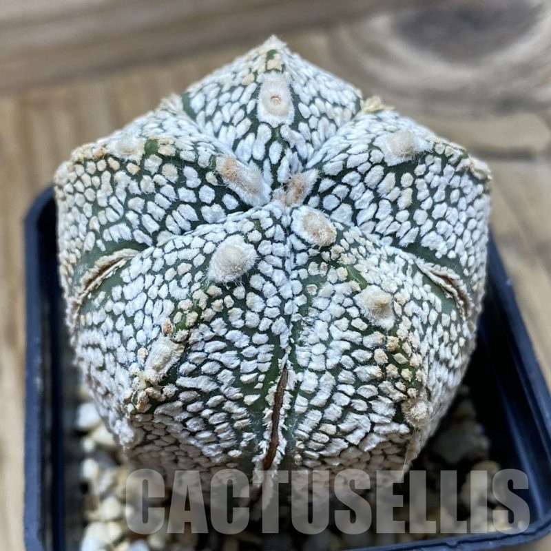 SH25334 Astrophytum asterias ‘Super Kabuto’ x ‘Onzuka’