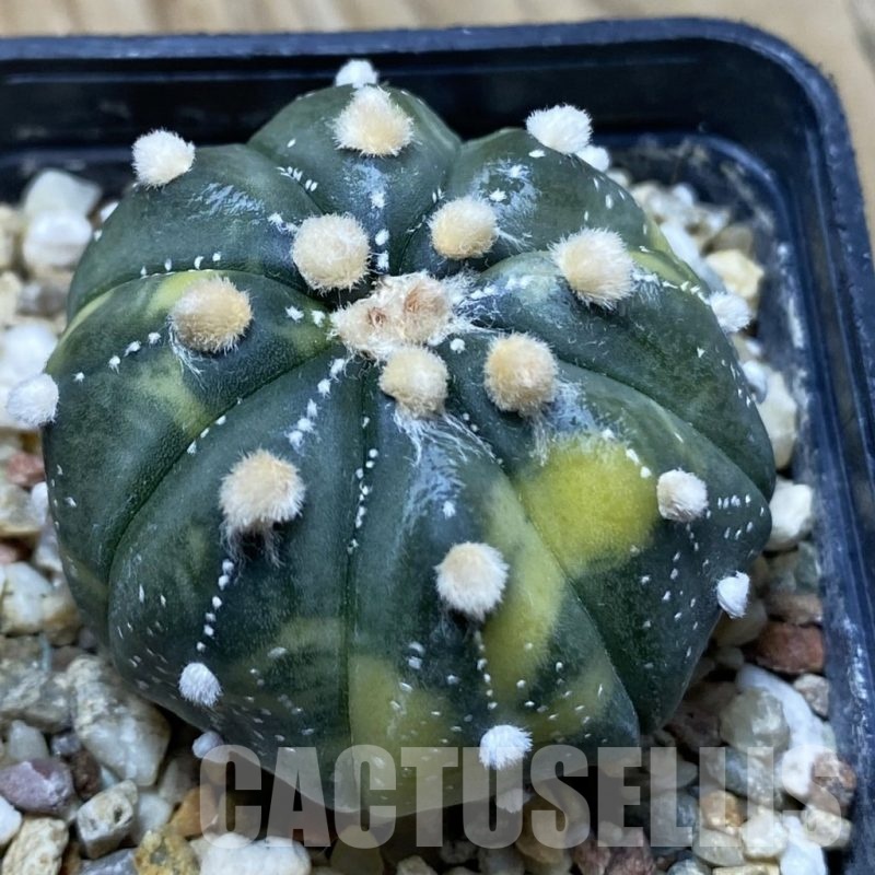 SH25335 Astrophytum asterias ‘Ooibo’ f. variegata