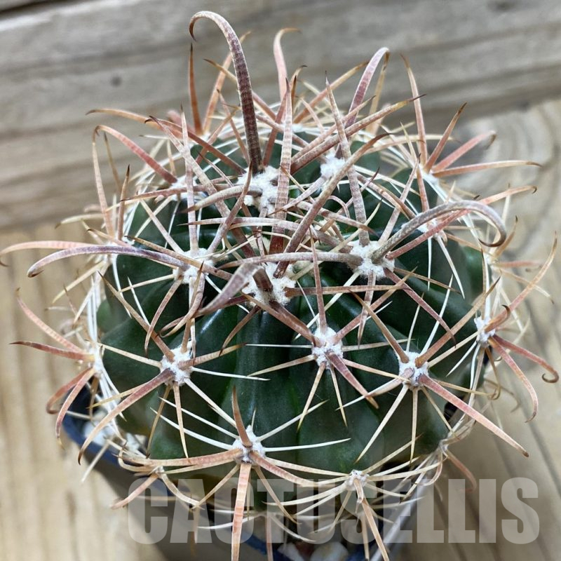 SH25337 Ferocactus fordii