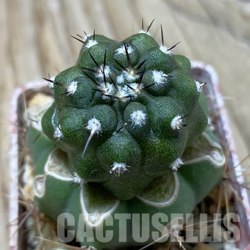 SH25338 Copiapoa cinerea PL 139 A, grafted