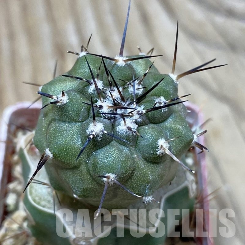 SH25339 Copiapoa cinerea JN 2048 , grafted