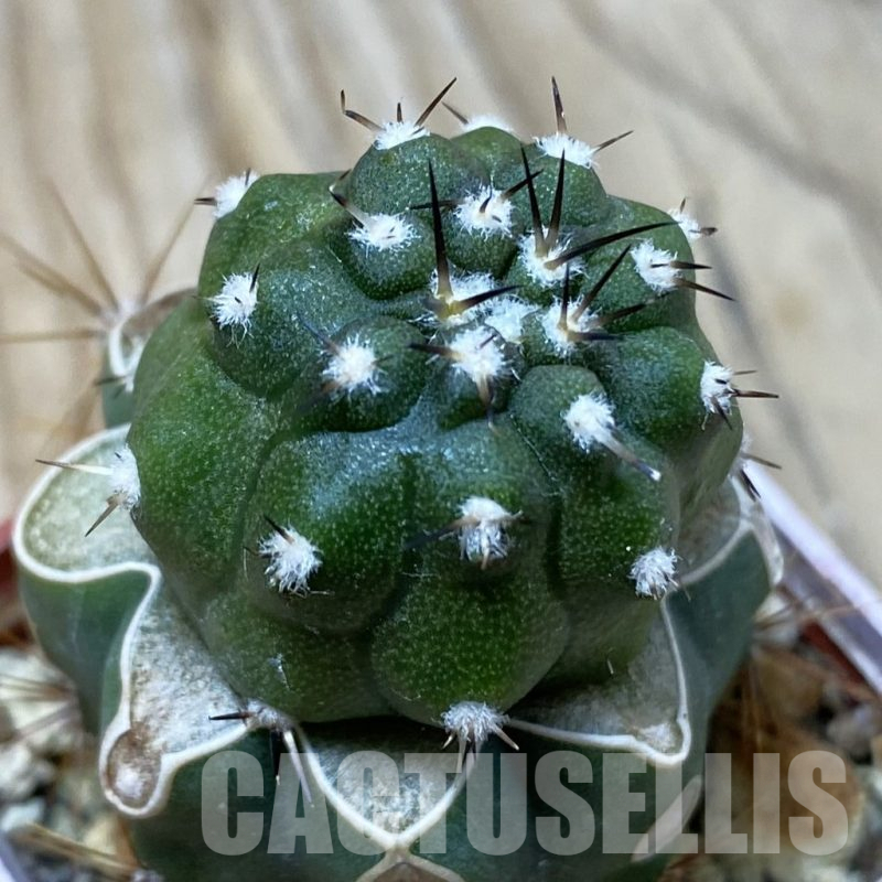 SH25340 Copiapoa cinerea PL 139 A, grafted