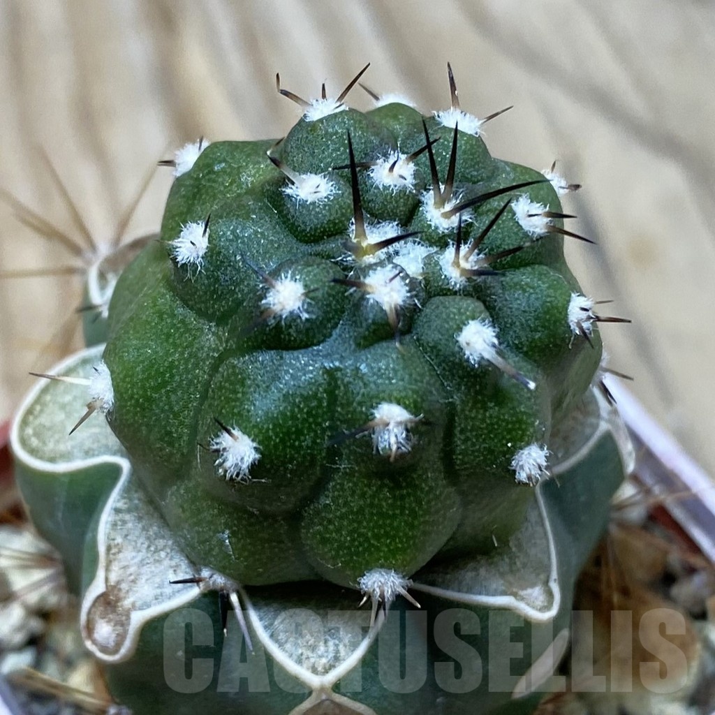 SH25340 Copiapoa cinerea PL 139 A, grafted